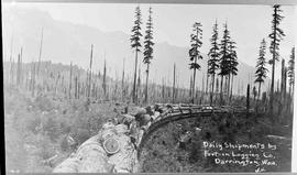 Fortson Logging Company Log Train at Darrington, Washington, circa 1925.