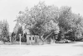 Trees in McKenna, Washington, circa 1960.