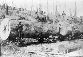 Fully loaded detacted log trucks at Walville, Washington, circa 1905.